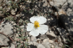 Helianthemum