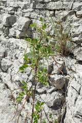 Hippocrepis emerus