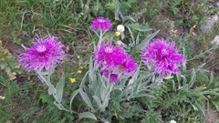 Centaurea uniflora