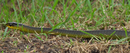 Common Tree Snake sighting