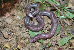 Mediterranean Worm Lizard photo 4