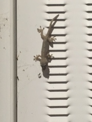 Gekko japonicus