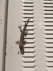 Gekko japonicus