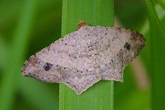 Psamatodes abydata