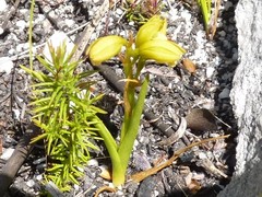 Eulophia ustulata
