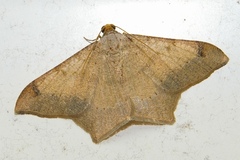 Psamatodes abydata