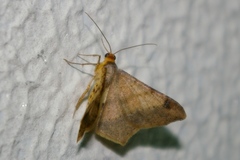 Psamatodes abydata