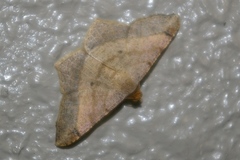 Psamatodes abydata