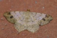 Psamatodes abydata