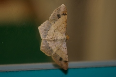 Psamatodes abydata