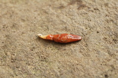 Austropotamobius torrentium