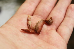 Austropotamobius torrentium