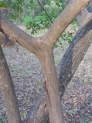 Black-Spotted Fig (Ficus nigropunctata)