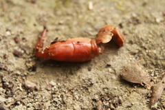 Austropotamobius torrentium