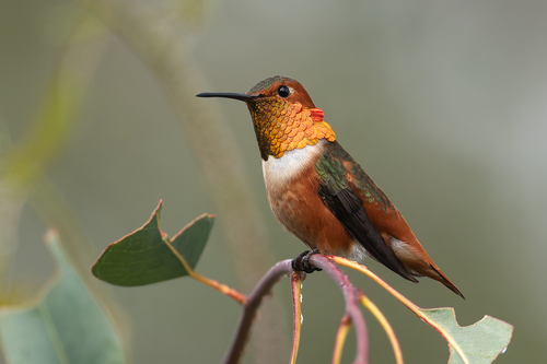 Allen's Hummingbird (Selasphorus sasin), a species recorded in Texas
