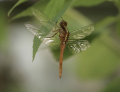 Rhodothemis