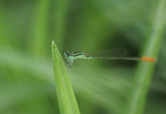 Agriocnemis femina