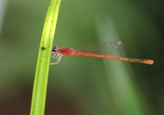 Agriocnemis femina