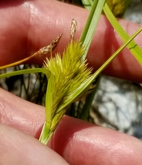 Carex sychnocephala