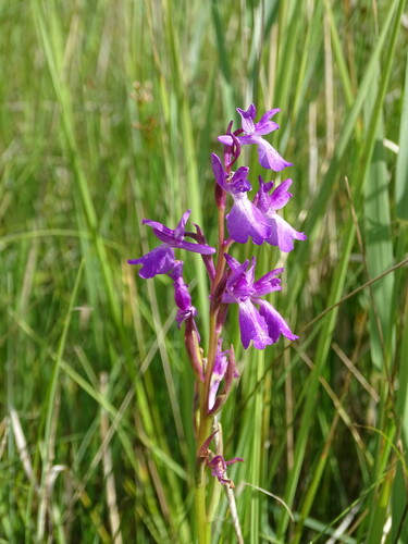 Image of Eurasian Marsh Orchid (Anacamptis palustris) by (c) Grzegorz Grzejszczak, some rights reserved (CC BY-SA)