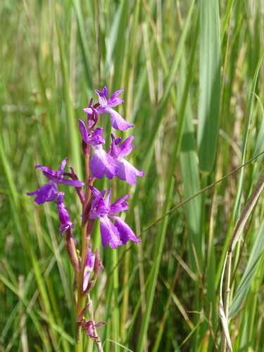 Image of Eurasian Marsh Orchid (Anacamptis palustris) by (c) Grzegorz Grzejszczak, some rights reserved (CC BY-SA)
