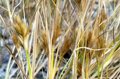 Carex sychnocephala