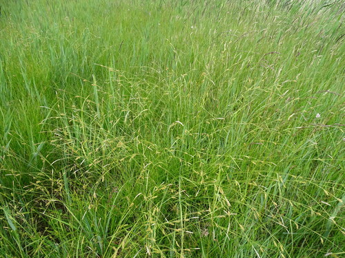 Image of Carex distans by (c) Grzegorz Grzejszczak, some rights reserved (CC BY-SA)