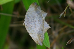 Oxymacaria temeraria