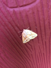 Caripeta angustiorata