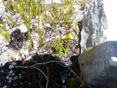 Eulophia ustulata