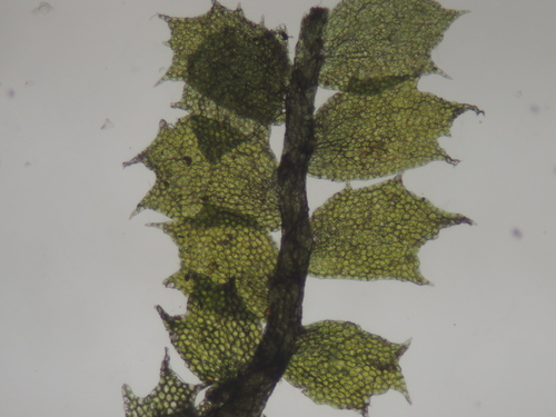 Plagiochila gracillima observed 2024-12-13