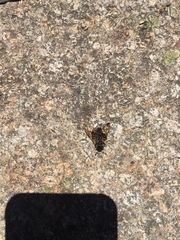 Cimbicidae