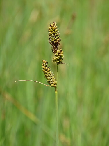 Image of Carex hartmaniorum by (c) Grzegorz Grzejszczak, some rights reserved (CC BY-SA)