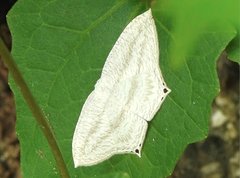 Acropteris ciniferaria