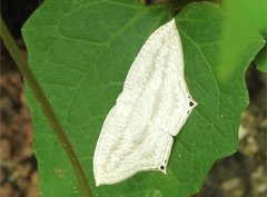 Acropteris ciniferaria