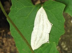 Acropteris ciniferaria