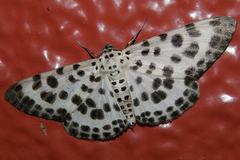 Antipercnia albinigrata