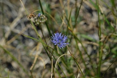 Jasione