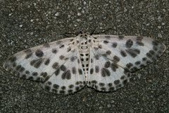 Antipercnia albinigrata