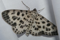 Antipercnia albinigrata