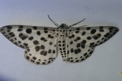 Antipercnia albinigrata