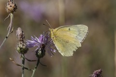 Colias philodice eriphyle