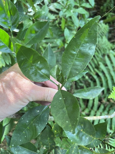 Foto de Calamondin