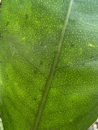 Foto de Calamondin