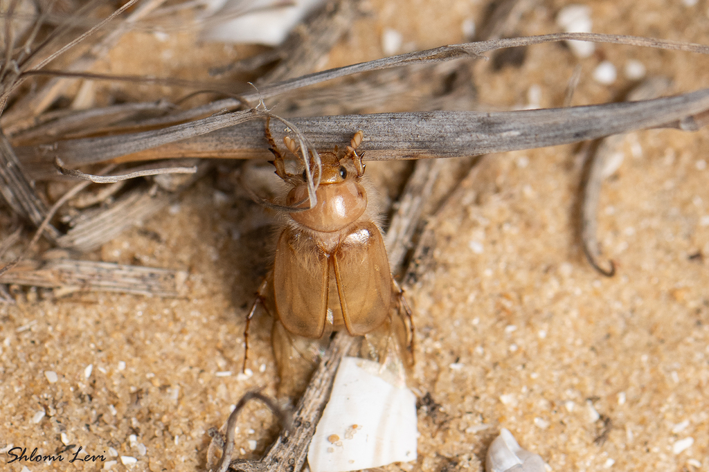Brenskiella flavomicans