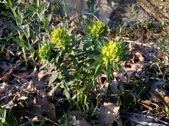 Euphorbia condylocarpa