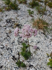 Valeriana officinalis