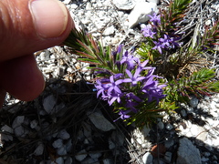 Merciera azurea