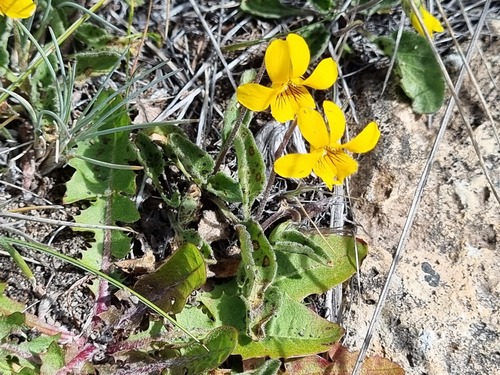 Viola maculata, photograph 6