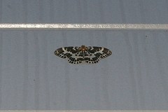 Pogonopygia nigralbata nigralbata